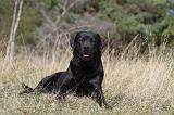 LABRADOR 069